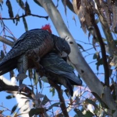 Callocephalon fimbriatum at O'Malley, ACT - 6 Sep 2020