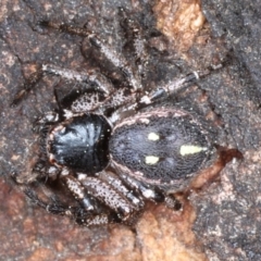 Tharpyna campestrata (Country Crab Spider) at Majura, ACT - 4 Sep 2020 by jbromilow50