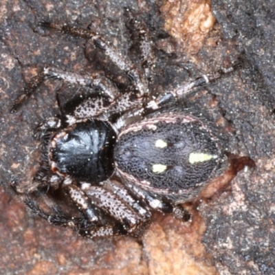 Tharpyna campestrata (Country Crab Spider) at Majura, ACT - 4 Sep 2020 by jb2602