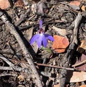 Cyanicula caerulea at Bruce, ACT - 5 Sep 2020