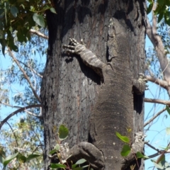 Varanus varius (Lace Monitor) at Quaama, NSW - 5 Sep 2020 by JackieLambert