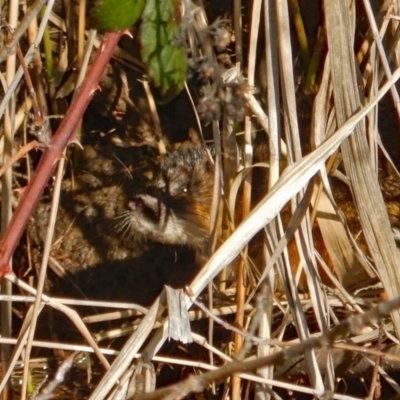 Hydromys chrysogaster (Rakali or Water Rat) at Jerrabomberra Wetlands - 6 Sep 2020 by nmcphan