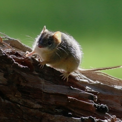 Antechinus flavipes (Yellow-footed Antechinus) at Wodonga, VIC - 6 Sep 2020 by KylieWaldon