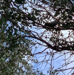 Callocephalon fimbriatum (Gang-gang Cockatoo) at Wolumla, NSW - 5 Sep 2020 by PatriciaDaly