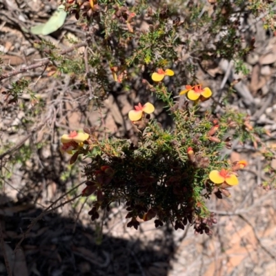 Dillwynia phylicoides (A Parrot-pea) at Gossan Hill - 5 Sep 2020 by JVR
