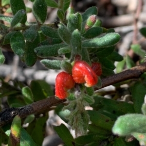 Grevillea alpina at Bruce, ACT - 6 Sep 2020