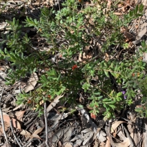 Grevillea alpina at Bruce, ACT - 6 Sep 2020 01:40 AM