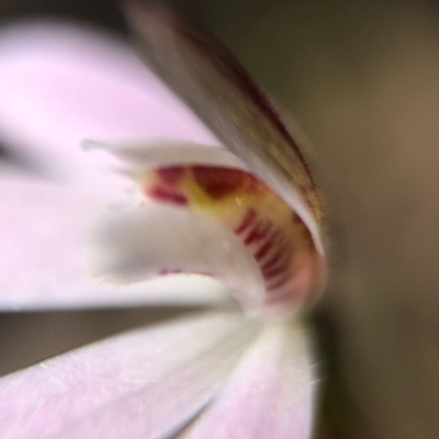 Caladenia fuscata (Dusky Fingers) at Acton, ACT - 5 Sep 2020 by JasonC