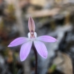 Caladenia fuscata at Acton, ACT - 6 Sep 2020