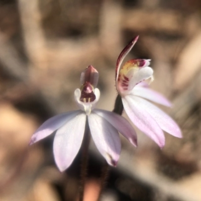 Caladenia fuscata (Dusky Fingers) at Acton, ACT - 5 Sep 2020 by JasonC
