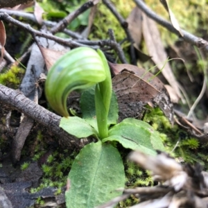 Pterostylis nutans at Acton, ACT - 6 Sep 2020