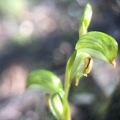 Bunochilus umbrinus (Broad-sepaled Leafy Greenhood) at Acton, ACT - 5 Sep 2020 by JasonC