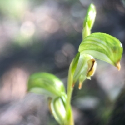 Bunochilus umbrinus (ACT) = Pterostylis umbrina (NSW) (Broad-sepaled Leafy Greenhood) at Acton, ACT by JasonC