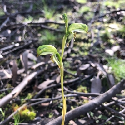 Bunochilus umbrinus (Broad-sepaled Leafy Greenhood) at Acton, ACT - 5 Sep 2020 by JasonC