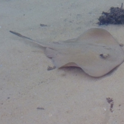 Unidentified Shark / Ray at Nelson, NSW - 17 May 2020 by Jackie Lambert