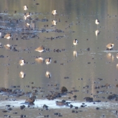 Vanellus miles (Masked Lapwing) at Bega, NSW - 2 Jun 2020 by Jackie Lambert