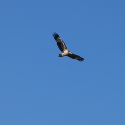 Haliaeetus leucogaster (White-bellied Sea-Eagle) at Bermagui, NSW - 8 Jun 2020 by Jackie Lambert