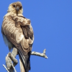 Haliastur sphenurus (Whistling Kite) at Chinnock, NSW - 26 Jun 2020 by JackieLambert
