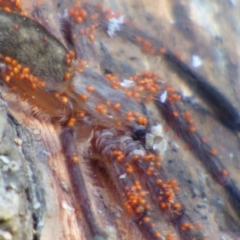 Delena cancerides (Social huntsman spider) at Reedy Swamp, NSW - 27 Jun 2020 by JackieLambert