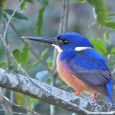 Ceyx azureus (Azure Kingfisher) at Kalaru, NSW - 27 Jun 2020 by JackieLambert