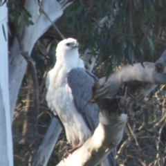 Haliaeetus leucogaster (White-bellied Sea-Eagle) at Reedy Swamp, NSW - 27 Jun 2020 by JackieLambert