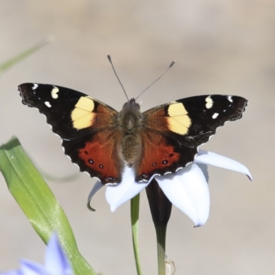 Vanessa itea (Yellow Admiral) at Higgins, ACT - 5 Sep 2020 by AlisonMilton
