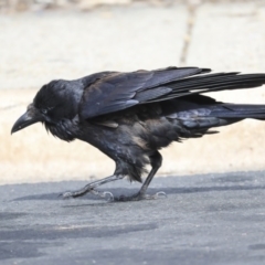 Corvus coronoides (Australian Raven) at Holt, ACT - 2 Sep 2020 by AlisonMilton