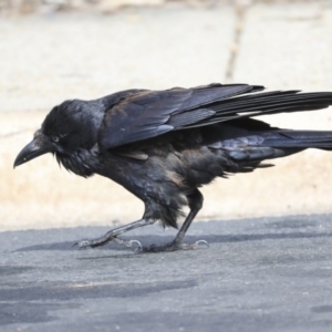 Corvus coronoides at Holt, ACT - 2 Sep 2020