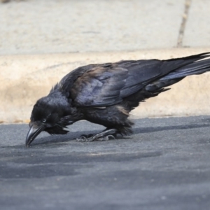 Corvus coronoides at Holt, ACT - 2 Sep 2020