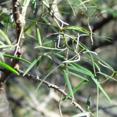 Geitonoplesium cymosum (Climbing Lily) at Murrah, NSW - 19 Jul 2020 by JackieLambert