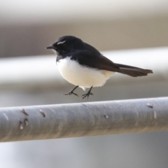 Rhipidura leucophrys (Willie Wagtail) at Higgins, ACT - 1 Sep 2020 by Alison Milton