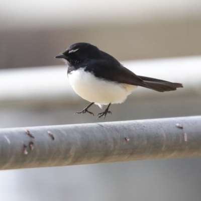 Rhipidura leucophrys (Willie Wagtail) at Higgins, ACT - 1 Sep 2020 by Alison Milton