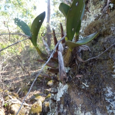 Dendrobium speciosum (Rock Lily) at Wapengo, NSW - 19 Jul 2020 by JackieLambert