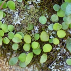 Pyrrosia rupestris (Rock Felt Fern) at Wapengo, NSW - 19 Jul 2020 by JackieLambert