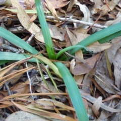 Arthropodium milleflorum (Vanilla Lily) at Wapengo, NSW - 19 Jul 2020 by Jackie Lambert