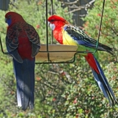 Platycercus elegans (Crimson Rosella) at Isaacs, ACT - 6 Sep 2020 by galah681