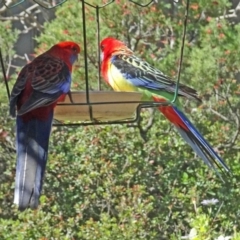 Platycercus elegans at Isaacs, ACT - 6 Sep 2020