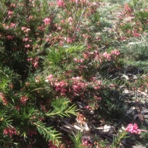 Grevillea sp. at Hughes, ACT - 6 Sep 2020