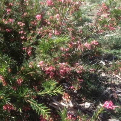 Grevillea sp. (Grevillea) at Hughes, ACT - 6 Sep 2020 by jennyt