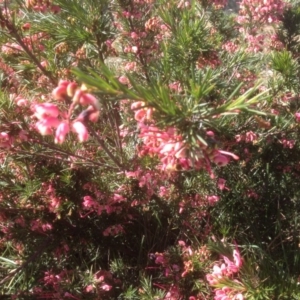 Grevillea sp. at Hughes, ACT - 6 Sep 2020