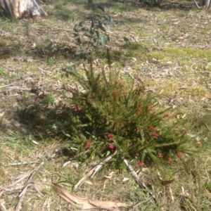 Grevillea juniperina at Hughes, ACT - 6 Sep 2020