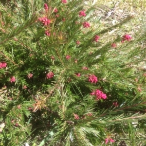 Grevillea juniperina at Hughes, ACT - 6 Sep 2020