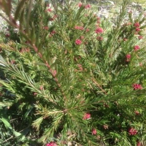 Grevillea juniperina at Hughes, ACT - 6 Sep 2020