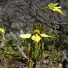 Diuris chryseopsis (Golden Moth) at Tuggeranong DC, ACT - 6 Sep 2020 by owenh