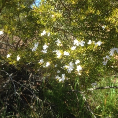 Westringia sp. at Hughes, ACT - 6 Sep 2020 by jennyt