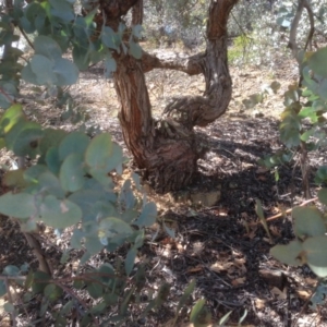 Eucalyptus cinerea at Hughes, ACT - 6 Sep 2020