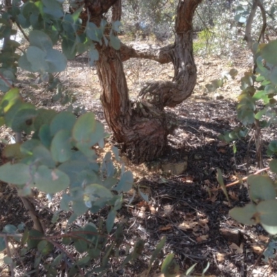 Eucalyptus cinerea (Argyle Apple) at Hughes, ACT - 6 Sep 2020 by jennyt