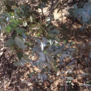 Eucalyptus cinerea at Hughes, ACT - 6 Sep 2020