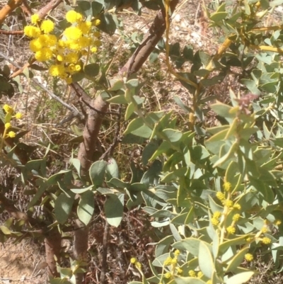 Acacia cultriformis (Knife Leaf Wattle) at Hughes, ACT - 6 Sep 2020 by jennyt