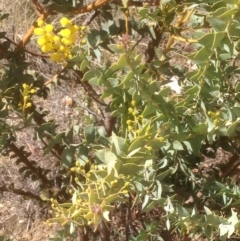 Acacia cultriformis at Hughes, ACT - 6 Sep 2020 11:25 AM